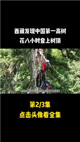 西藏发现中国第一高树，高达28层楼，专家为测量花八小时登上树顶黄果冷杉树山林+