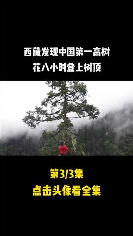 西藏发现中国第一高树，高达28层楼，专家为测量花八小时登上树顶黄果冷杉树山林-