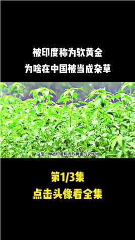 黄麻一年产值33亿，为啥在中国被当成杂草，却被印度称为软黄金？黄麻种植杂草 (1)