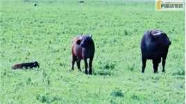 小水牛为何刚出生就被抛弃，是什么导致他惨遭鬣狗毒手动物解说鬣狗与水牛野生动物
