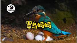 快来看看翠鸟妈妈孵蛋过程野生鸟类摄影动物鸟世界