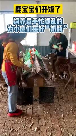 鹿宝宝们开饭了，饲养员手忙脚乱的为小鹿们摆好“奶瓶”！
