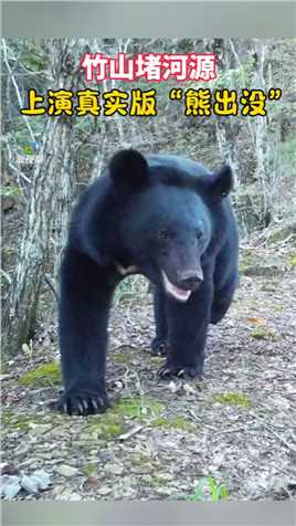 #十堰 竹山堵河源：憨态可掬的#黑熊 踏上“回家”之路！#野生保护动物