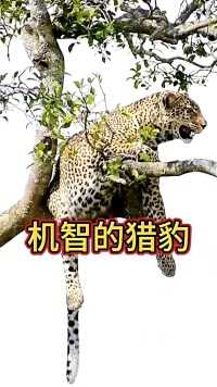 机智的猎豹把食物拖到树上独享