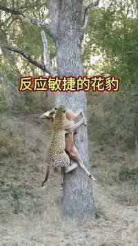 机智的花豹刁起猎物爬到树上，成功躲过鬣狗的打劫