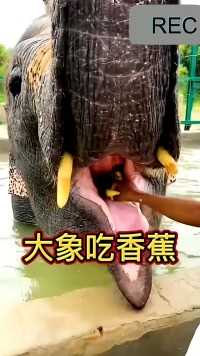 近距离观看大象吃香蕉
