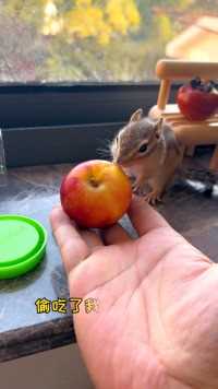 小松鼠偷吃小苹果咋办？