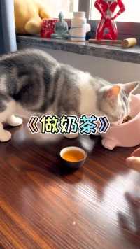 猫咪和松鼠做奶茶真不错！你的猫孩子也是这样玩吗😂