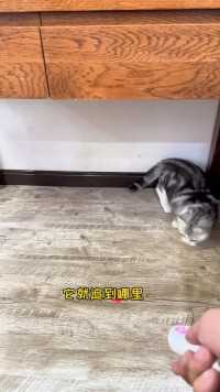 阿发真是一个懂事的猫咪！