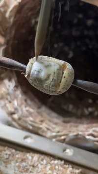 来微视，玩转互动视频。