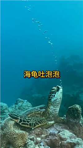 海龟为何吐泡泡攻击水母