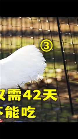 白羽肉鸡42天就出栏，到底是自然生长还是药物催化？这鸡能吃吗？3