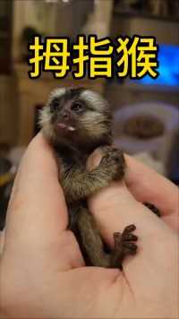 世界上最小的猴子，拇指猴