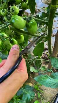 西红柿要想产量高，枝叉一定要管理好！