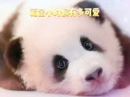 “福宝小时候有多可爱”# 熊猫 # 可爱到爆炸💥  