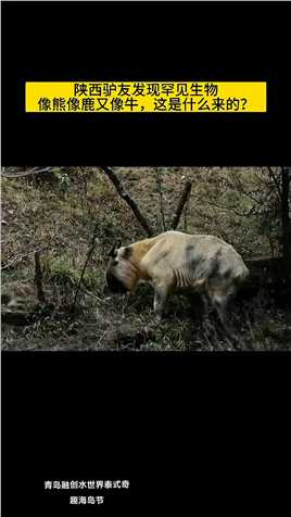  陕西驴友发现罕见生物，像熊像鹿又像牛，这是什么来的？
