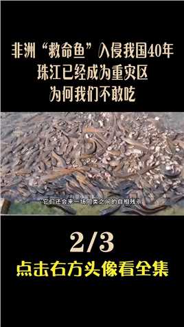 非洲“救命鱼”入侵40年，珠江已经成为重灾区，为何我们不敢吃#非洲#塘鲺#胡子鲶#鲶鱼#外来物种 (2)