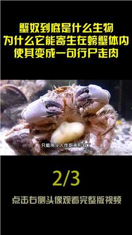 蟹奴是什么生物？寄生在螃蟹体内，控制其行为使螃蟹成为行尸走肉#蟹奴#螃蟹#生物#涨知识 (2)
