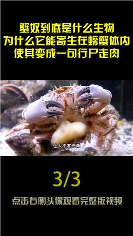 蟹奴是什么生物？寄生在螃蟹体内，控制其行为使螃蟹成为行尸走肉#蟹奴#螃蟹#生物#涨知识 (3)