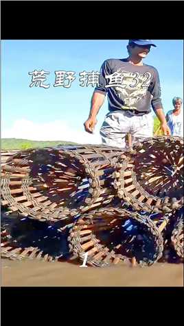 红树林青蟹泛滥，看渔民传统蟹笼捕蟹，这收获赚大了！捕蟹抓螃蟹赶海青蟹渔民日常捕鱼野外生存