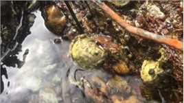 公鲜生-只做深海野生海参，好水质才能出好产品，北纬39大连海洋岛！
