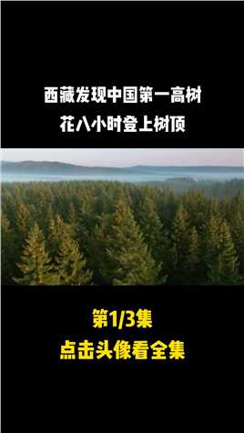 西藏发现中国第一高树，高达28层楼，专家为测量花八小时登上树顶#黄果冷杉#树#山林 (1)