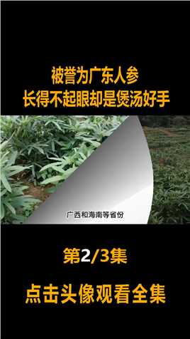 五指毛桃在广东俗称“人参”，因常被挖根而罕见，如今竟卖40一斤#五指毛桃#粗叶榕 (2)