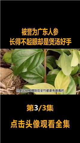 五指毛桃在广东俗称“人参”，因常被挖根而罕见，如今竟卖40一斤#五指毛桃#粗叶榕 (3)