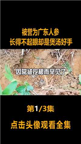 五指毛桃在广东俗称“人参”，因常被挖根而罕见，如今竟卖40一斤#五指毛桃#粗叶榕 (1)