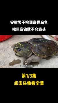 安徽男子捡到奇怪乌龟，嘴巴弯钩状不会缩头，朋友看了马上报警#乌龟#鹰嘴龟#野生动物 (1)