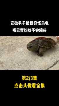 安徽男子捡到奇怪乌龟，嘴巴弯钩状不会缩头，朋友看了马上报警#乌龟#鹰嘴龟#野生动物 (2)