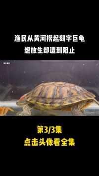 渔民从黄河捞起刻字巨龟，想放生却遭到阻止，险些酿成大祸#巨龟#巴西龟#放生 (3)