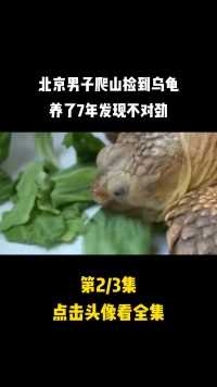 北京男子爬山捡到乌龟，养了7年发现不对劲，差点招来牢狱之灾#乌龟#养龟人#爬宠 (2)