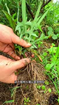 翅果菊你认识吗？村里人采挖它的根茎晒干。 #植物科普 
