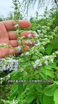 这种开着淡紫色小花的植物叫黄荆 ，有名的荆花蜂蜜的蜜源就是黄荆花了。