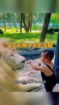宝宝和狮子亲密接触