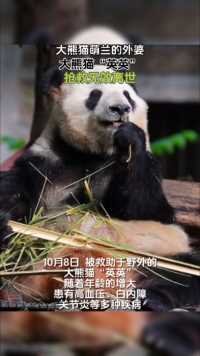 大熊猫萌兰没有外婆了！
愿“英英”安息，我们永远怀念“英英”！正能量创作者营地