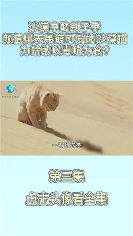 沙漠中的刽子手，颜值爆表呆萌可爱的沙漠猫，为啥敢以毒蛇为食？#沙漠猫 (3)