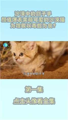 沙漠中的刽子手，颜值爆表呆萌可爱的沙漠猫，为啥敢以毒蛇为食？#沙漠猫 (1)