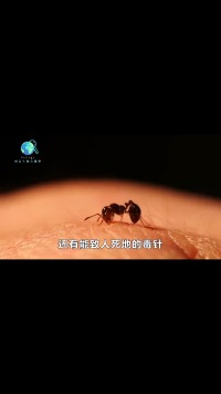 红火蚁再伤人！它的危害到底有多大？被红火蚁咬伤该怎么办？#科普#红火蚁#动物科普#物种入侵 (2)
