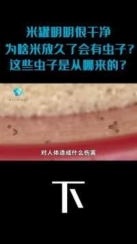 米罐明明很干净，为啥米放久了会有虫子？这些虫子是从哪来的？#科普#米象#米虫#大米生虫#动物科普 (3)
