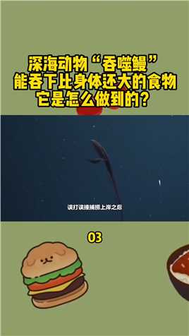 深海动物“吞噬鳗”，能吞下比身体还大的食物，它是怎么做到的？#深海#鳗鱼#海洋生物#保护海洋#科普 (3)