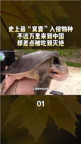 史上最“窝囊”入侵物种，不远万里来到中国，却差点被吃到灭绝#科普#动物#牛蛙#小龙虾 (1)