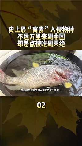 史上最“窝囊”入侵物种，不远万里来到中国，却差点被吃到灭绝#科普#动物#牛蛙#小龙虾 (2)