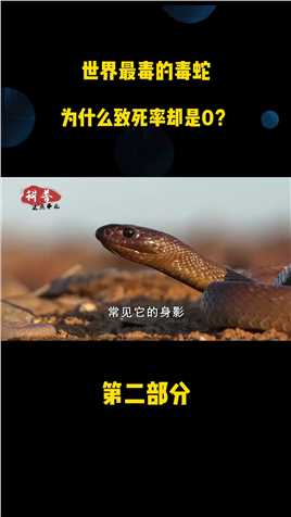 世界最毒的毒蛇，一口毒液可毒死100个成年人，为什么致死率却是0？