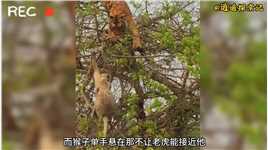 老虎为了吃掉猴子竟然追杀到树上，结果悲剧了