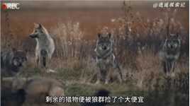 一群野狼竟然抢夺棕熊口中的食物，简直胆大包天动物世界野生动物零距离棕熊神奇动物在精彩片段