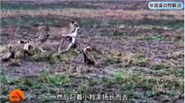 三头乳嗅未干的毛孩子猎豹，意图捕捉刚出生的小羚羊动物世界野生动物猎豹动物的迷惑行为创作灵感
