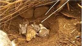 生存不易的兔妈妈要把十几只兔宝宝统统活埋野生动物零距离神奇动物在兔子神奇动物在这操作都看傻了
