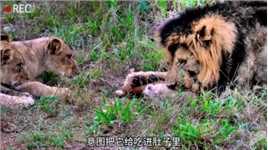 雄狮抓到一只刚出生不久的小野鹿，竟然对它像亲生孩子一样动物世界野生动物零距离狮子神奇动物在精彩片段